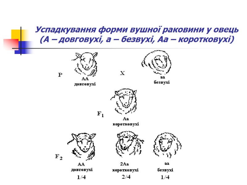 Успадкування форми вушної раковини у овець (А – довговухі, а – безвухі, Аа –